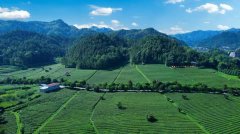 茶润 质守初心 抱负华莱以食物平安质量为生命线